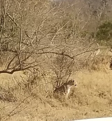 Panthera pardus pardus