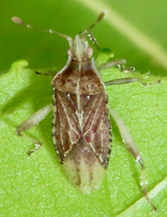 Harmostes fraterculus