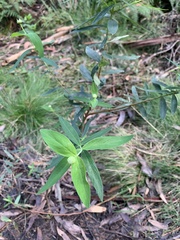 Pimelea ligustrina ligustrina