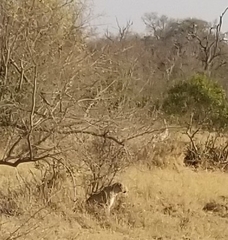 Panthera pardus pardus