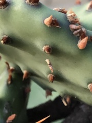 Opuntia humifusa