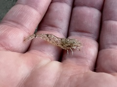 Crangon septemspinosa