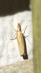 Agriphila straminella