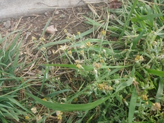 Helichrysum luteoalbum