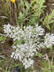 Eupatorium