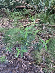Pimelea ligustrina ligustrina