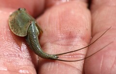 Triops