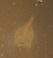 Triops