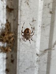 Araneus gemmoides
