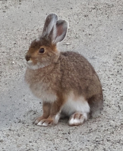Snowshoe Hare, photo 7 of 7