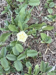 Chamaesaracha edwardsiana