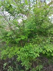 Bauhinia lunarioides