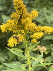 Ancistrocerus antilope