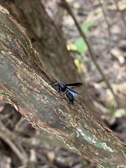 Myrmecopsis strigosa