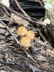 Pholiota squarrosoides
