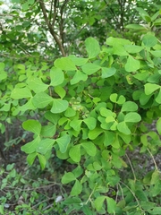 Bauhinia lunarioides