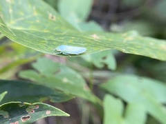 Gyponana octolineata