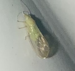 Cacopsylla annulata
