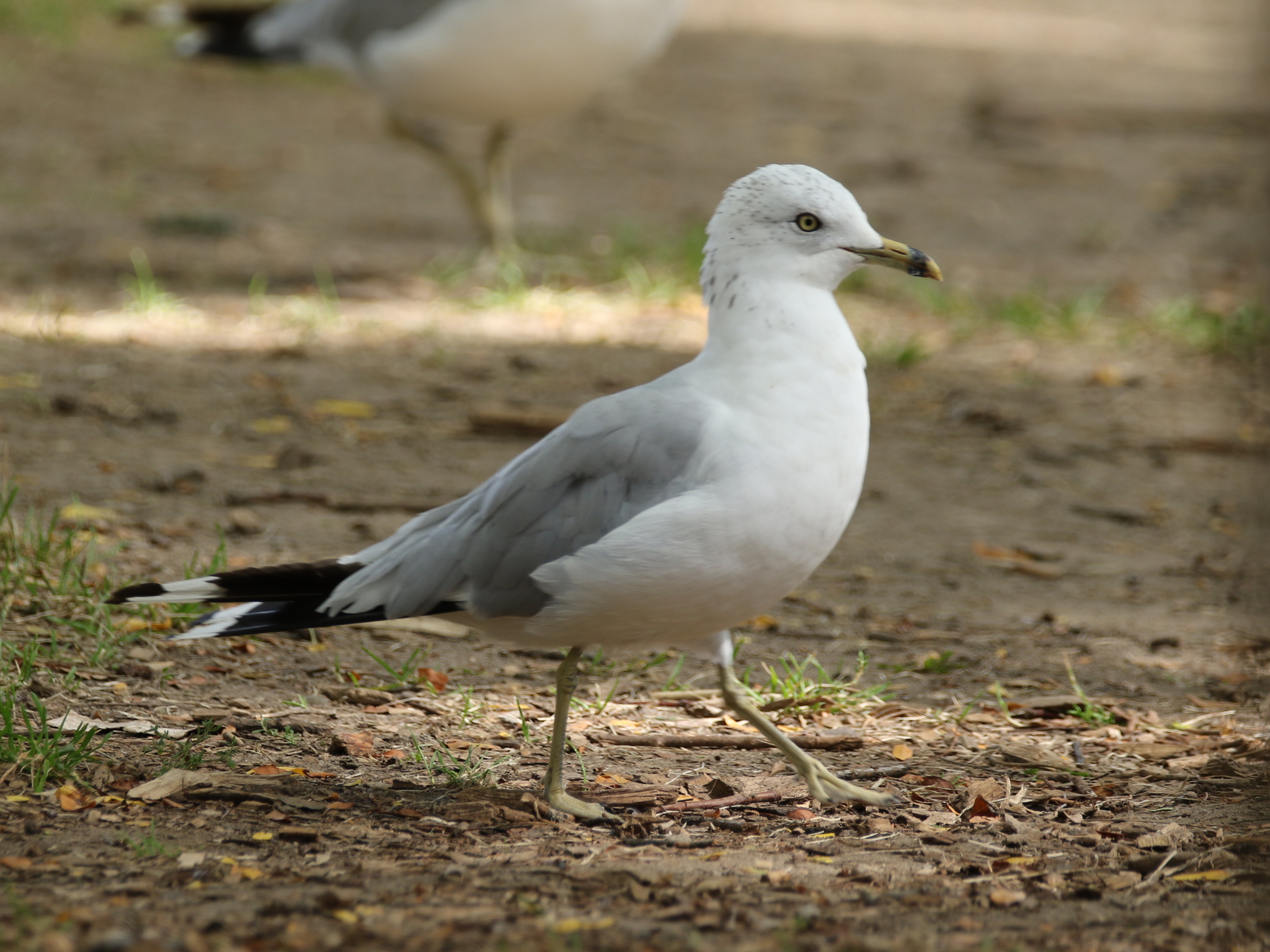 Ring-billed Gull