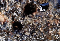 Neohymenicus pubescens