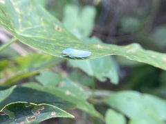 Gyponana octolineata