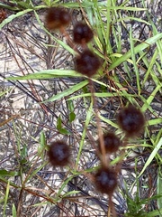Juncus megacephalus