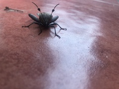 Pachylis nervosus