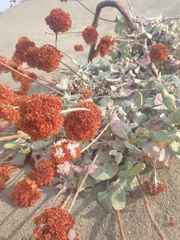 Eriogonum