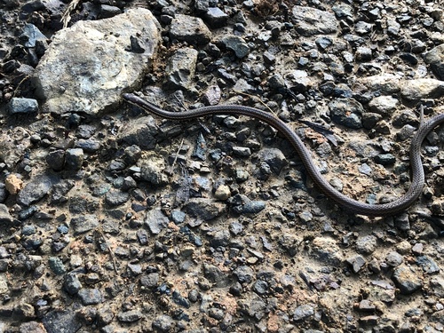 Photo of a Rufous-headed Crown Snake (Tantilla ruficeps)