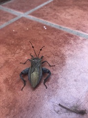Pachylis nervosus