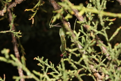 Sphodromantis viridis