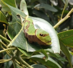 Papilio garamas
