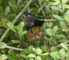 Pipilo erythrophthalmus alleni