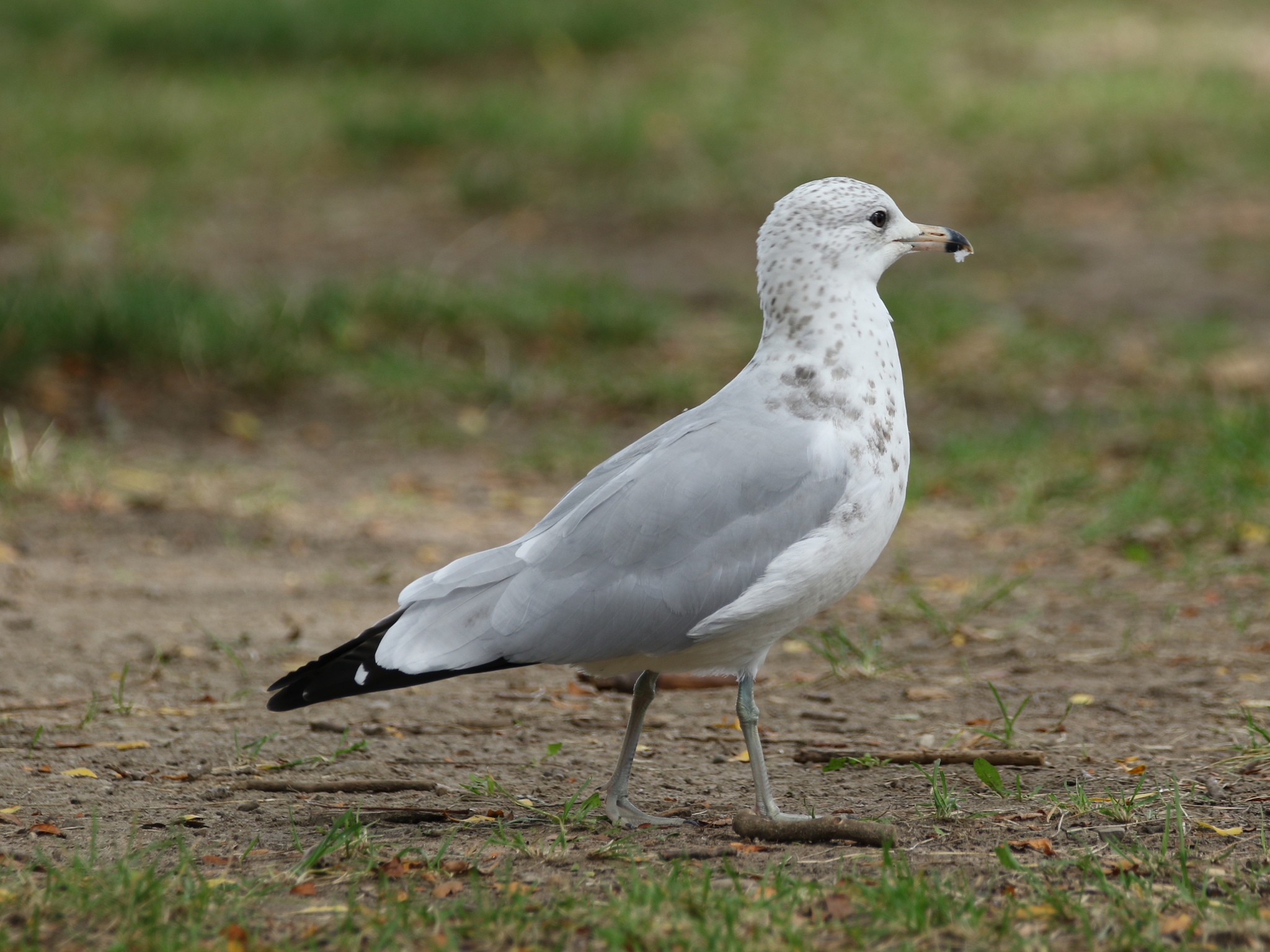Ring-billed Gull