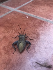 Pachylis nervosus