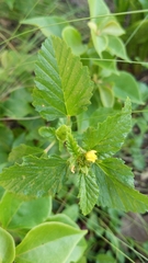 Malvastrum coromandelianum