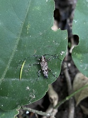 Colobothea sinaloensis