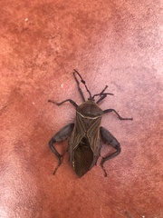 Pachylis nervosus
