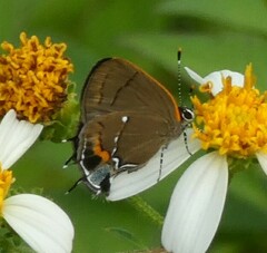 Electrostrymon angelia