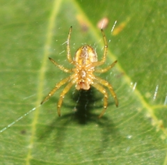 Araniella displicata