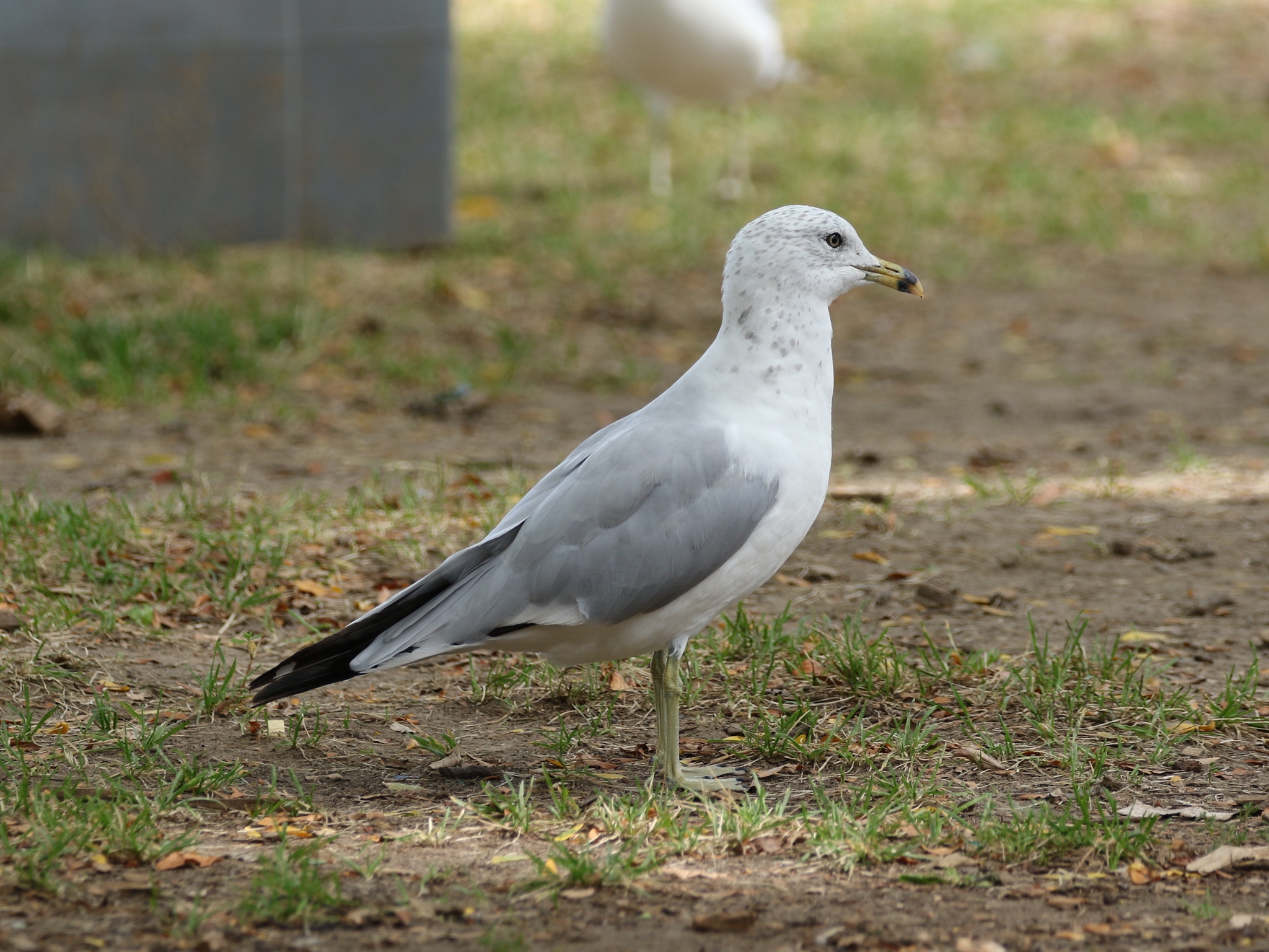 Ring-billed Gull