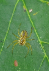 Araniella displicata