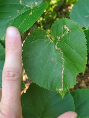 Araniella displicata