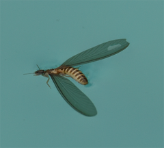 Reticulitermes hesperus