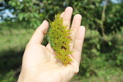 Combretum fruticosum