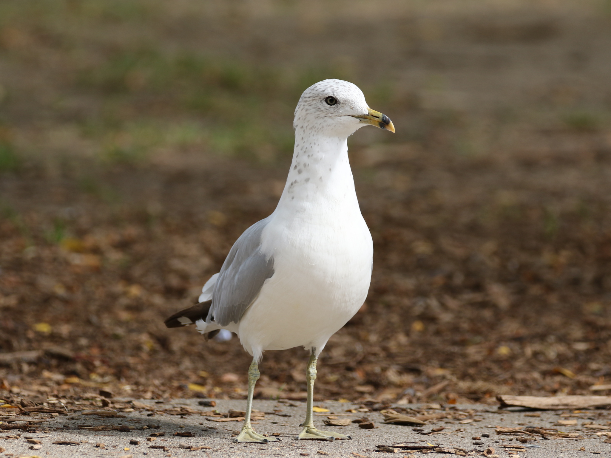 Ring-billed Gull