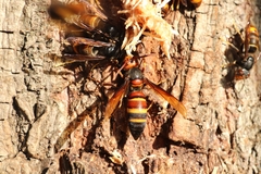 Vespa ducalis ducalis