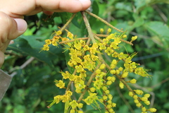 Combretum fruticosum