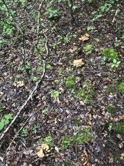 Desarmillaria tabescens