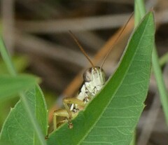 Paroxya atlantica